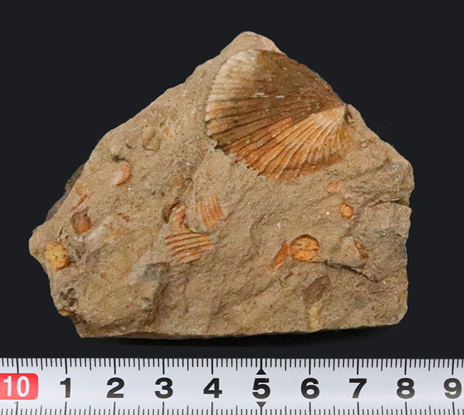 北上山地・志津川・韮ノ浜層産、恐竜がまだ主役になる前……ジュラ紀最