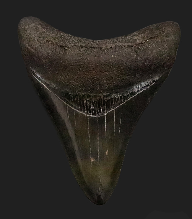 非常に美しいエナメル質を保つ 上質なメガロドン（Otodus megalodon