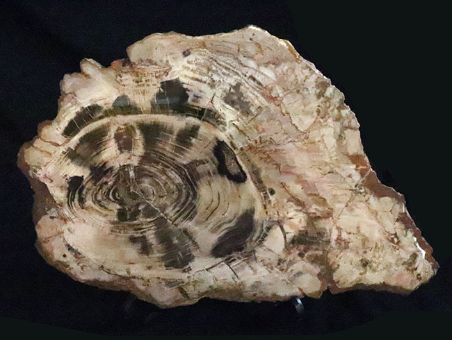 60センチ超えの驚くべきサイズ！自然が生み出したアート作品