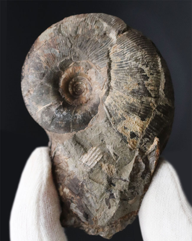 ノジュールタイプ、可愛らしい、北海道産のアンモナイト