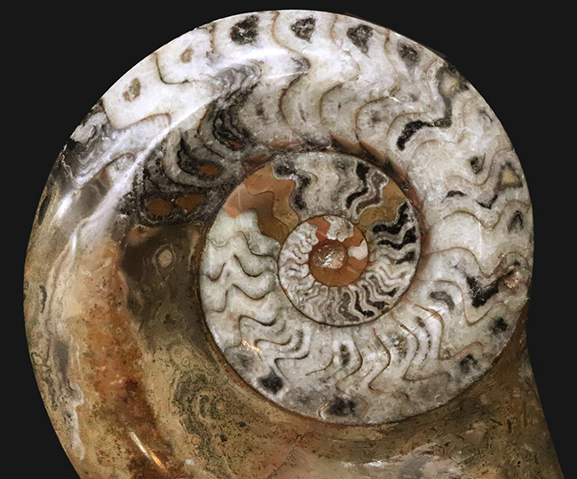 直径最大部138ミリ＆ジグザグの縫合線が際立った、コレクション