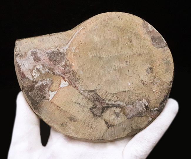 直径最大部138ミリ＆ジグザグの縫合線が際立った、コレクション