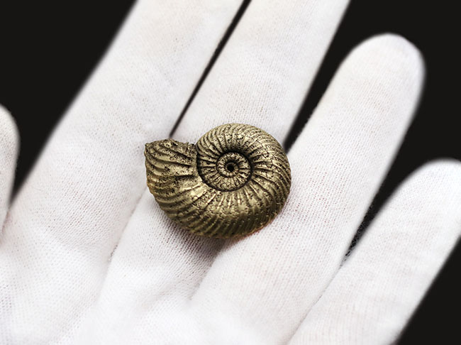 べストクオリティ！ロシア産の黄鉄鉱化アンモナイト、クエンステッド