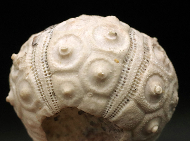 表面の凹凸が鮮明に保存されている、モロッコのジュラ紀の地層から採集