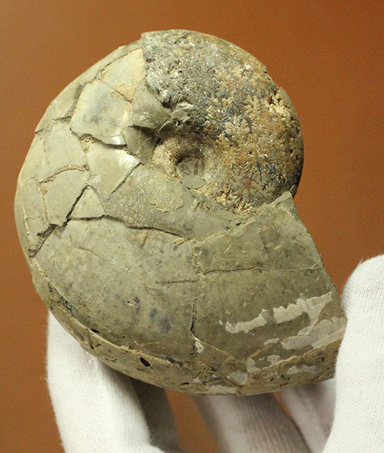 にわかにはその価値が分からない化石。二本木コレクション。国産