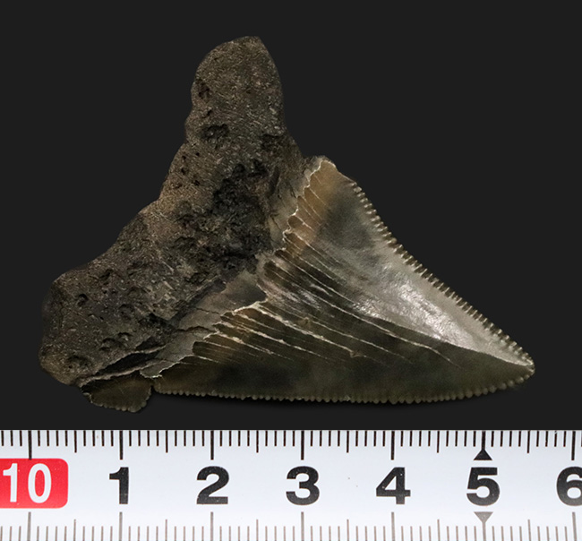 100％ナチュラル！あのメガロドンの祖先と目される、古代の巨大ザメ