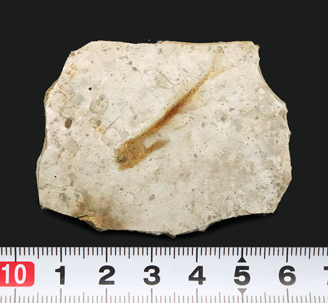 恐竜時代の絶滅古代魚、中国遼寧省産のリコプテラ（Lycoptera）の化石