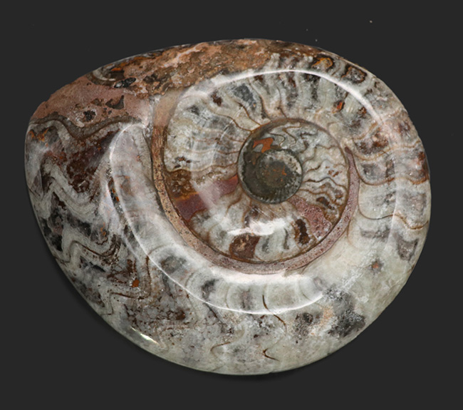 大判直径最大部133ミリ！古生代の海の主役、アンモナイトの祖先