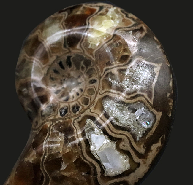 カット＆ポリッシュ、北海道の白亜紀の地層より採集されたアンモナイト