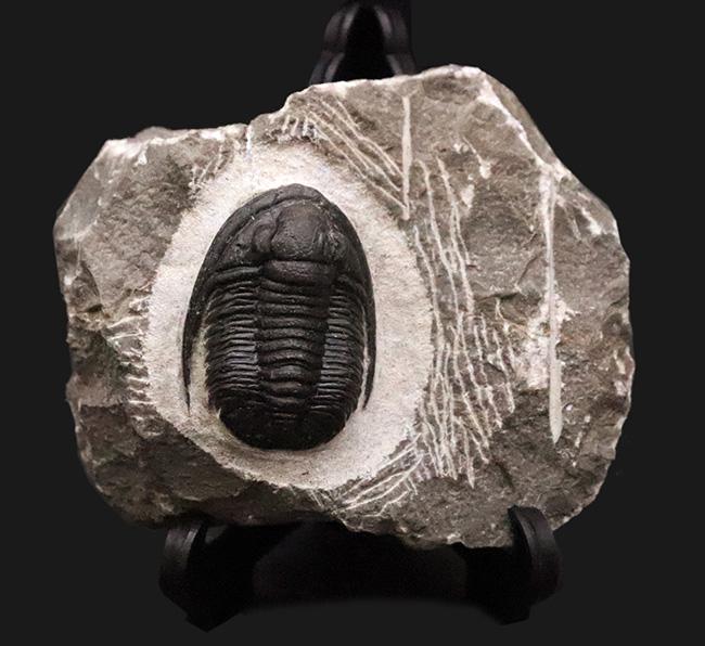三葉虫コレクター必見！モロッコの伝統ある工房の作品、極上の