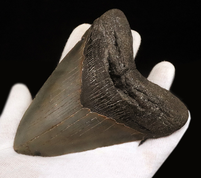 メガロドン（Megalodon）の美麗歯化石。サイズ、状態ともに素晴らしく