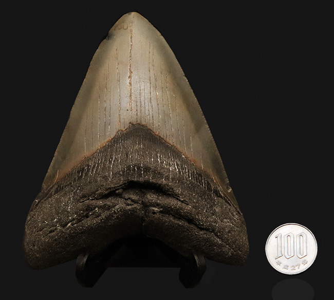 メガロドン（Megalodon）の美麗歯化石。サイズ、状態ともに素晴らしく
