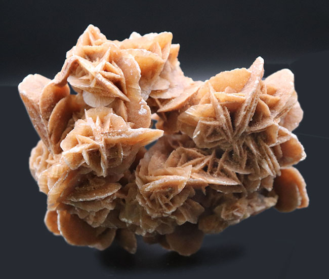 横幅13センチ超え、花びらのような美しい結晶を多数持った、砂漠の