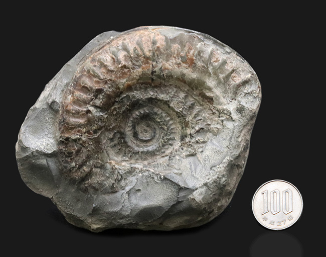 イングランド・ヨークシャーで採集された1億8千万年前のアンモナイト