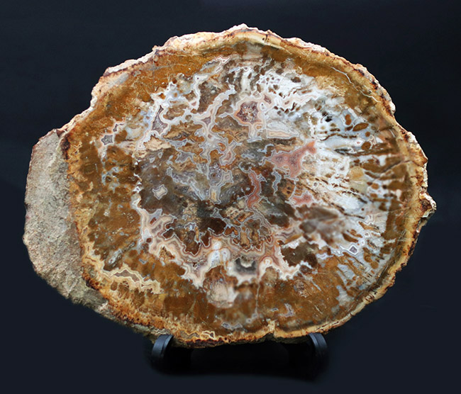 これぞ真の珪化木！マダガスカルの古代の樹木、アラウカリアの幹が化