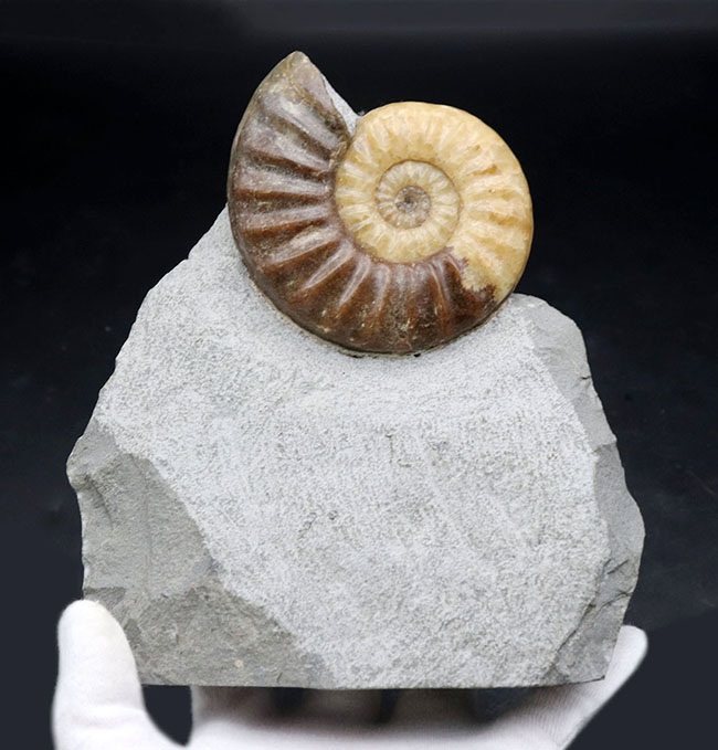 イングランド産 アンモナイト アステロセラス 母岩付き化石 採取カード