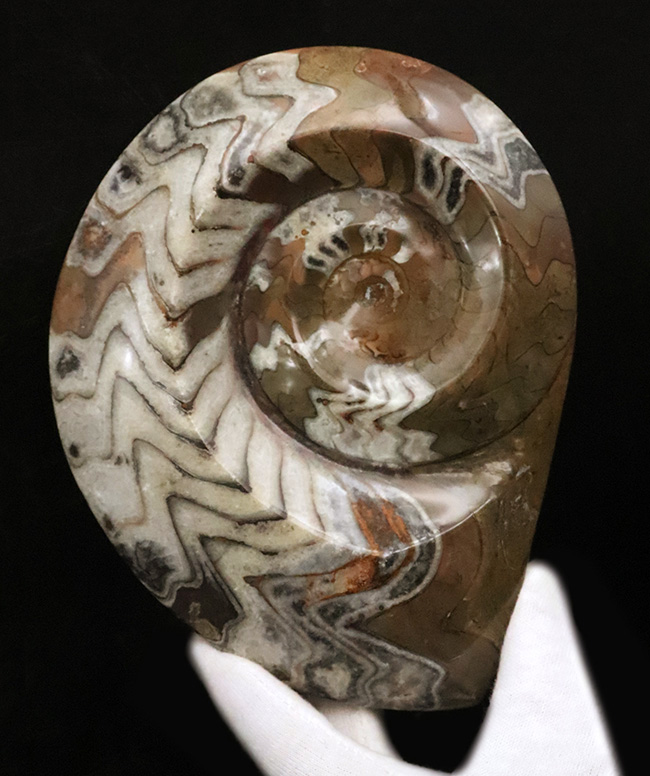 美麗品！ビッグサイズ、16センチ超え！アンモナイトの祖先