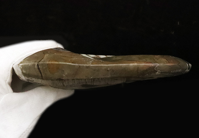 美麗品！ビッグサイズ、16センチ超え！アンモナイトの祖先