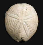 ウニ、化石の通販・販売｜厳選した本物のウニ標本 | 化石セブン