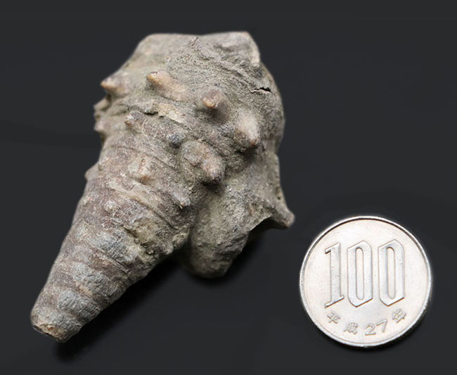 典型的な示相化石、亜熱帯性気候だった証拠、大きな突起が多数保存され