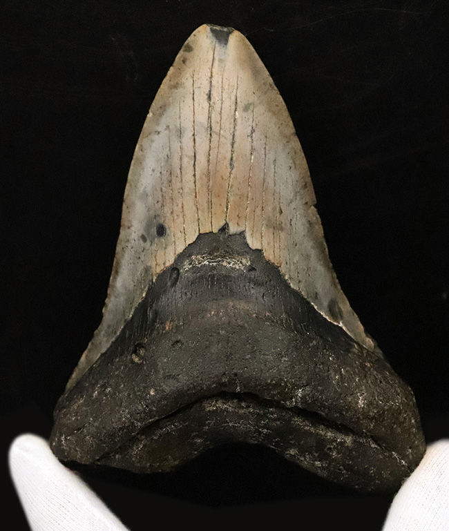 厚みとサイズを兼ね備えた、まさに「メガ」な存在！古代のロマンを