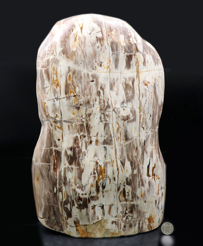 縦40センチ弱、重量16キログラム超えの巨大な珪化木（Petrified