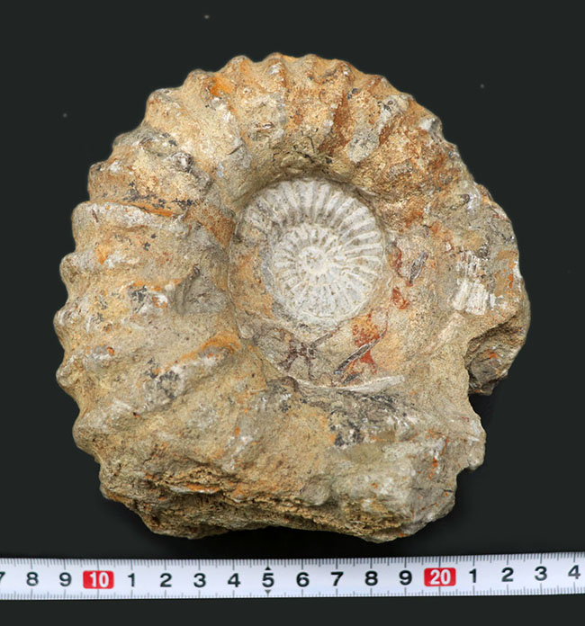 チャンスプライス！このサイズ、重量、状態でこの価格にてご紹介