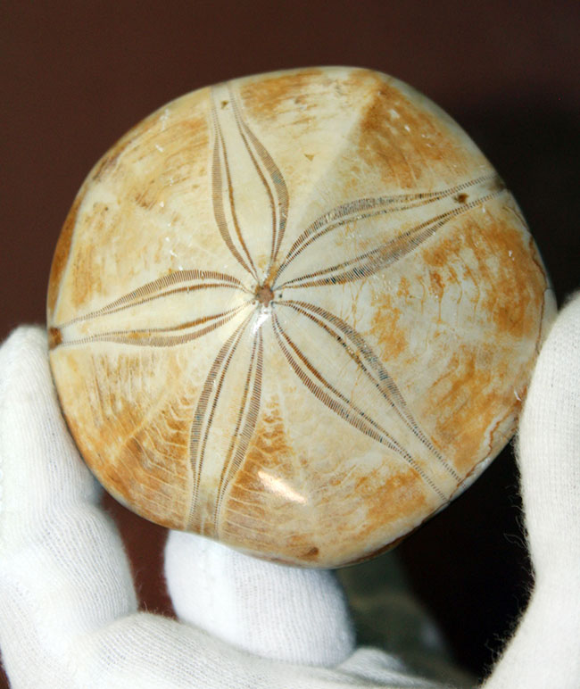 形の良い厳選品。マダガスカル産中生代ジュラ紀のウニ化石