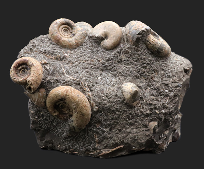 北海道アンモナイトの見本市のような標本！多数のアンモナイトと