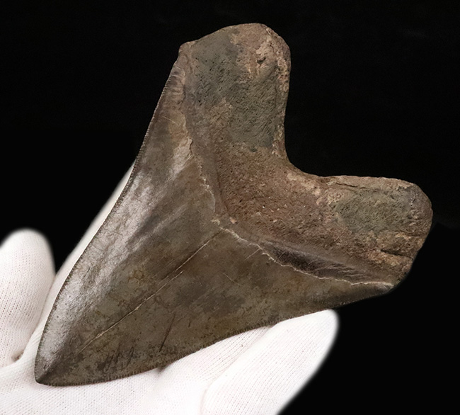 間違いない！良形、シンメトリー、美しさ、サイズ、保存状態、全てを