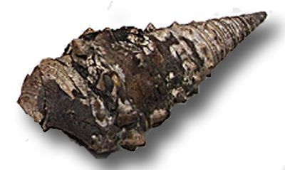 Vicarya 化石 販売