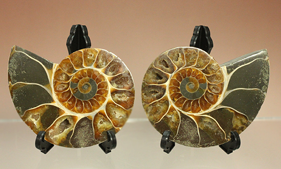 ボリュームあり！?マダガスカル産アンモナイトのハーフカット標本