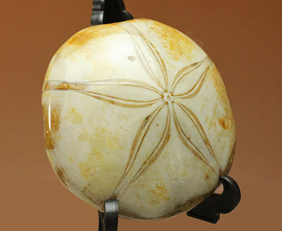 オブジェのような美しさ。ジュラ紀の棘皮動物ウニ化石/中生代ジュラ紀