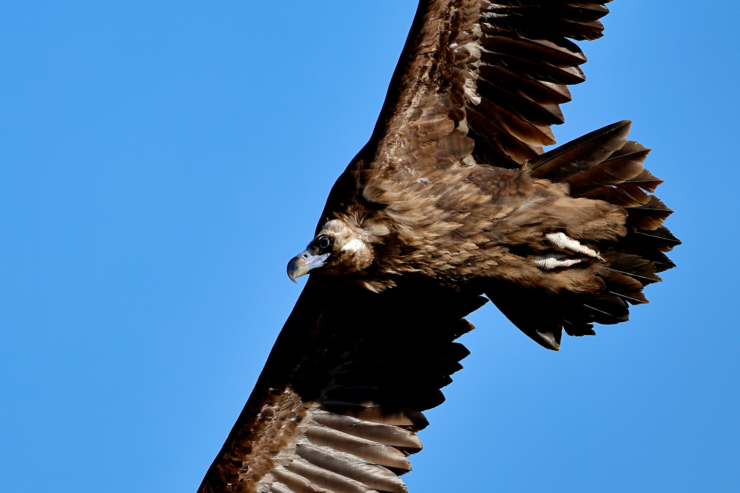 キヤノン RF200-800mm F6.3-9 IS USMで野鳥撮影｜フルサイズ機との相性