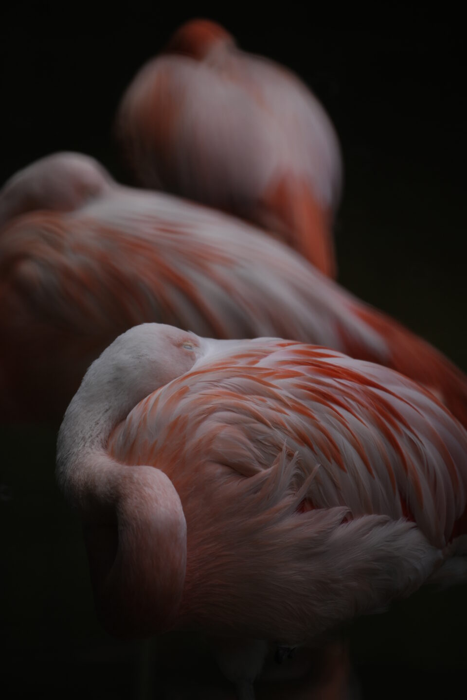 オールドレンズ】オートフォーカスで動くミラーレンズ「ミノルタ AF