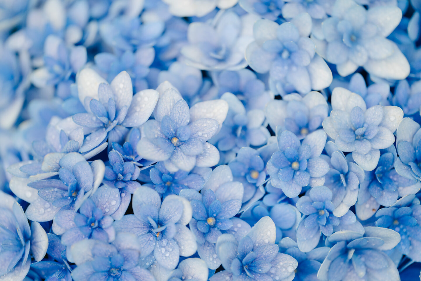 ニコン NIKKOR Z MC 105mm f/2.8 VR Sで撮る、幻想的な紫陽花写真の