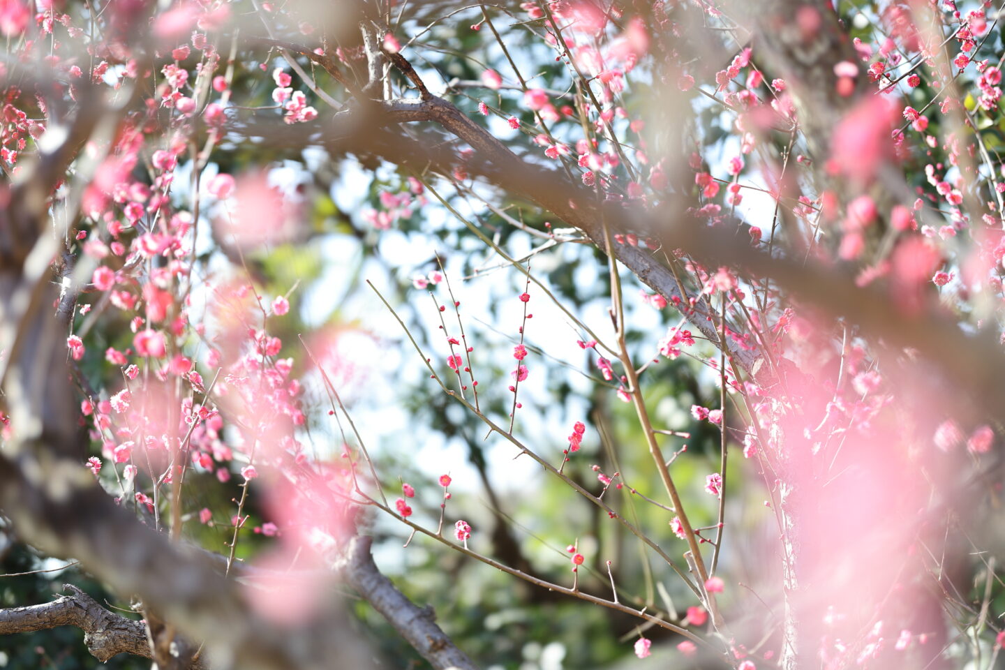 キヤノン RF85mm F1.2 L USM DS レビュー｜独特のとろみとなめらかな