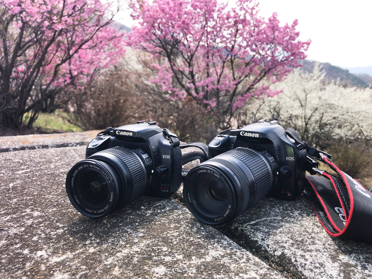 ネイチャースナップのすすめ｜格安中古で学ぶ一眼レフの基礎【ピント編