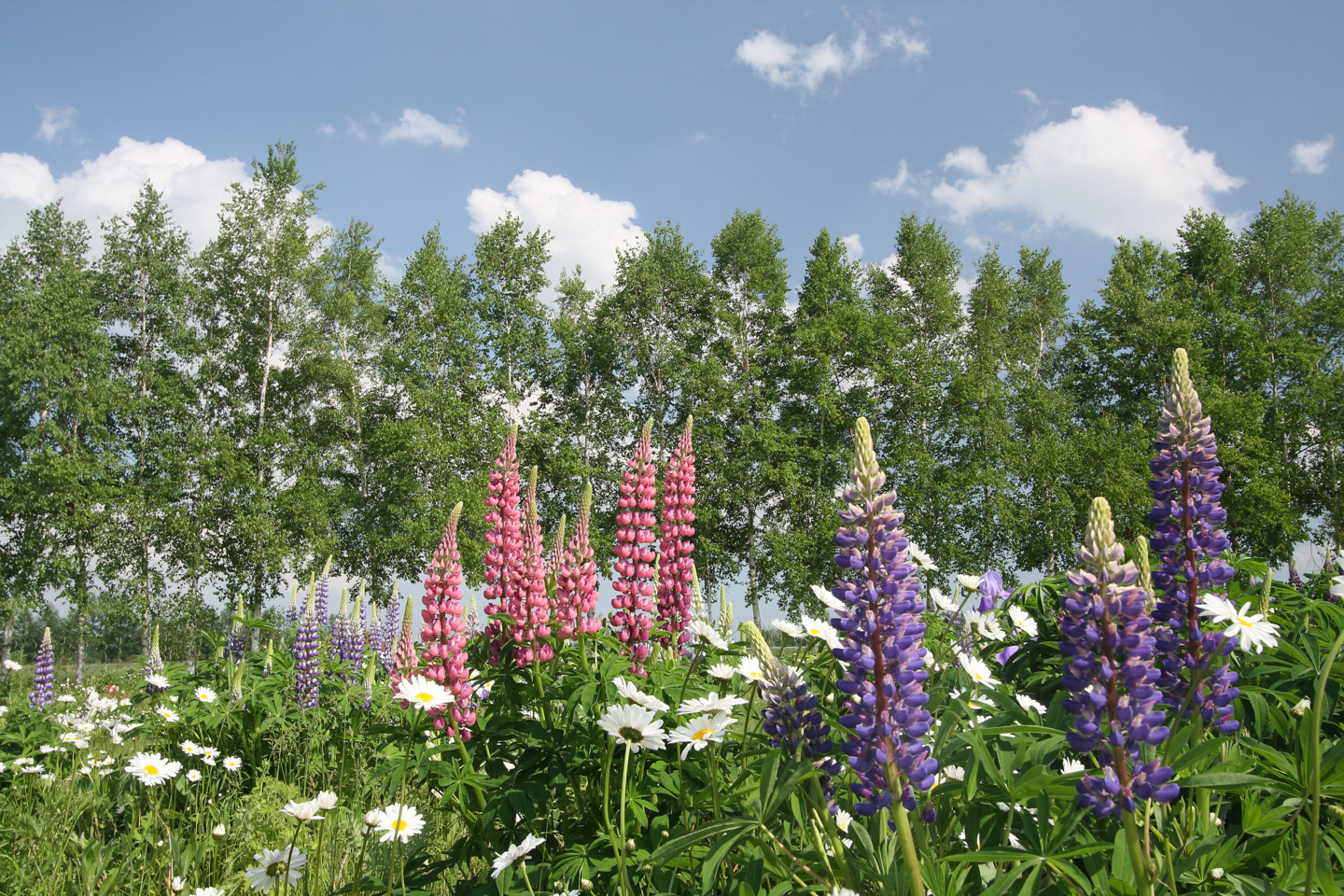 ネイチャースナップのすすめ｜格安中古で学ぶ一眼レフの基礎【ピント編