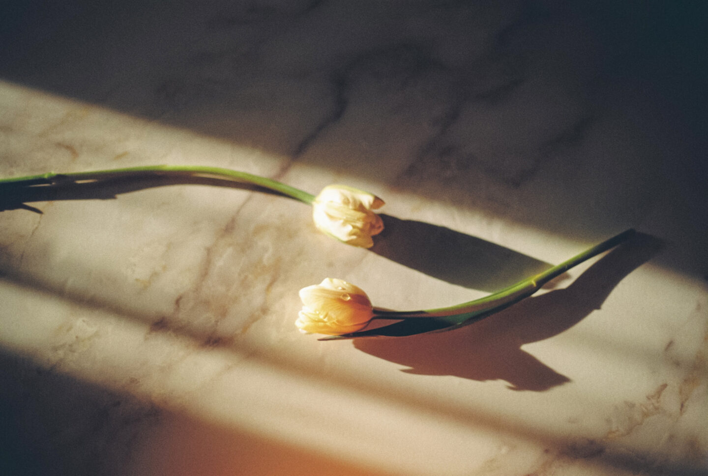 初めての一眼レフとしておすすめのPENTAX SP』｜フィルムカメラの魅力