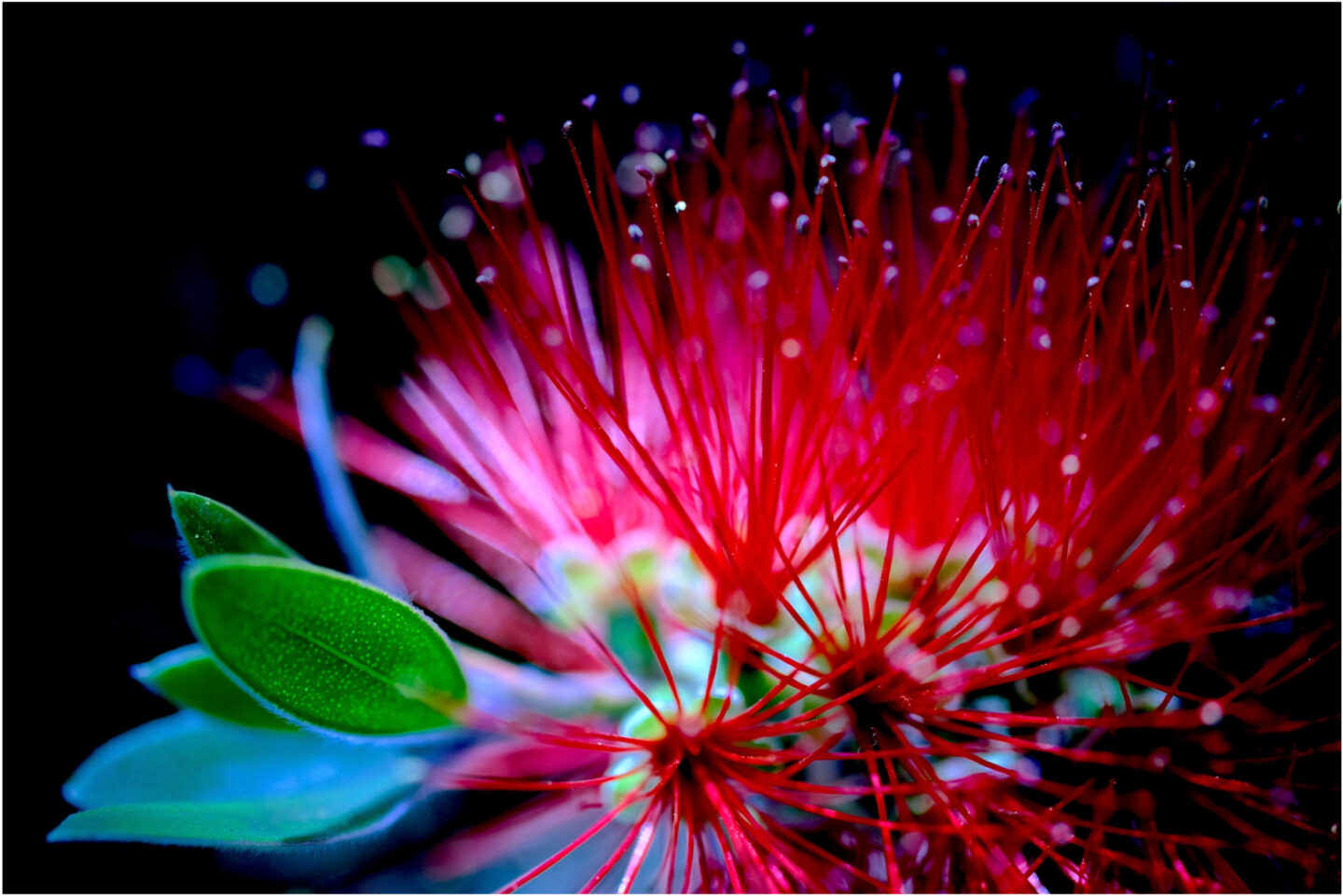 日常を豊かにするXF60mmF2.4 R Macro｜写真がもっと楽しくなるX | ShaSha