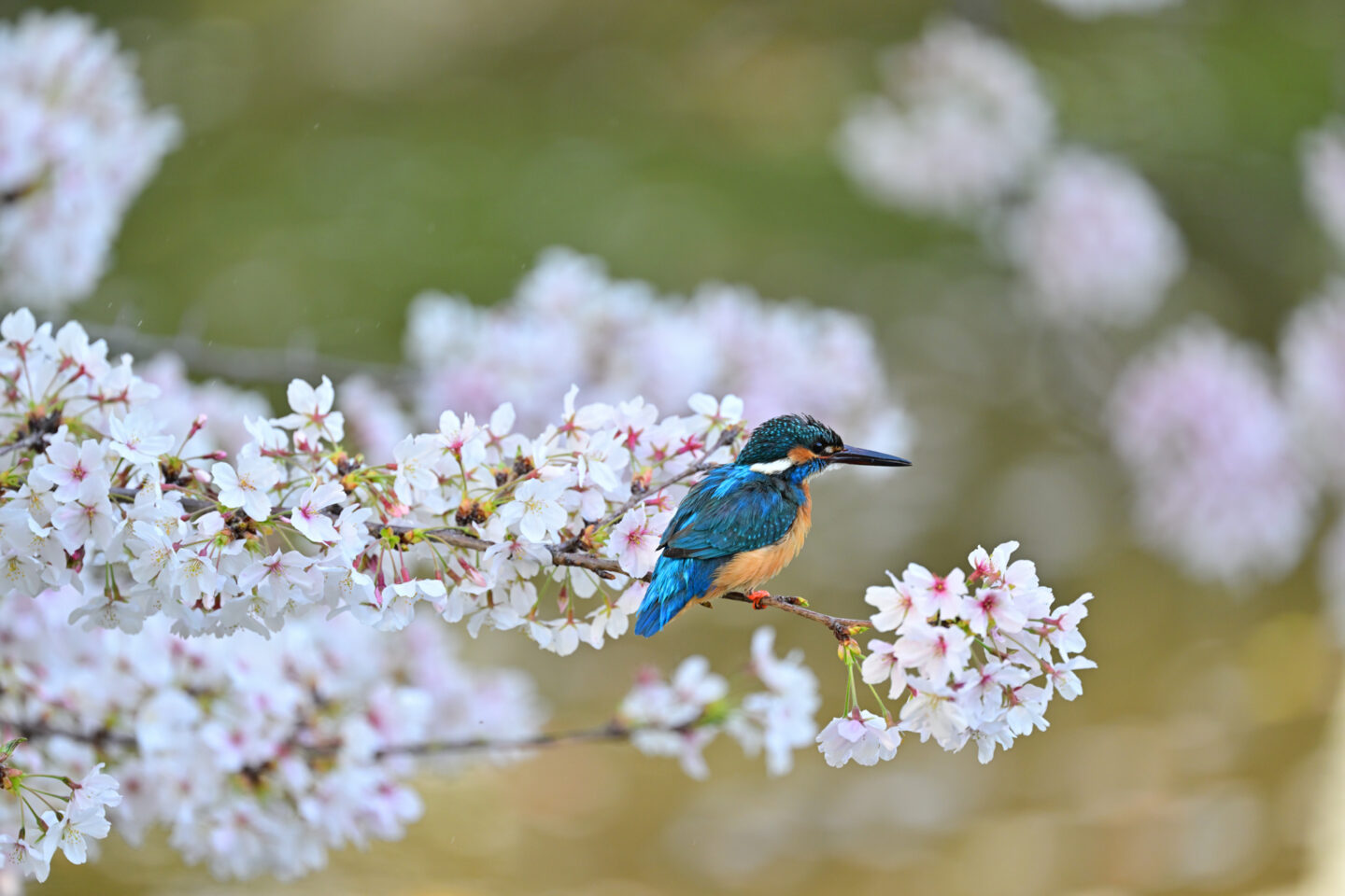 ニコン Z 8｜野鳥撮影でのインプレッション | ShaSha