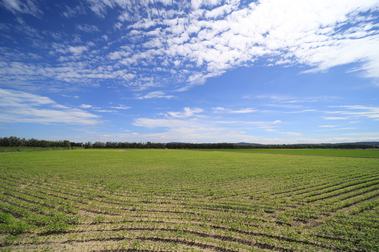 レビュー】この超広角レンズは、明るい低価格レンズでコスパ最強