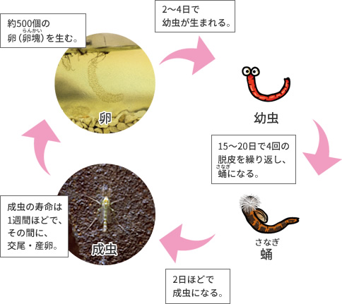生態と種類を知る | ユスリカ | ウルトラ害虫（がいちゅう）大百科