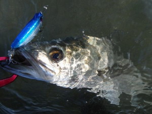 ブルーブルー シャルダス20 (Shalldus20) 【シーバスルアー専門店