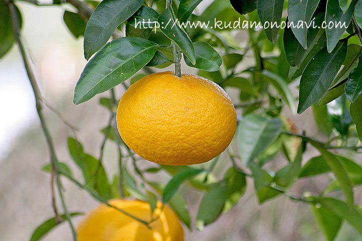 甘夏 甘夏みかん ｜ カンキツ（その他柑橘類） 品種の特徴 食べ方 選び方