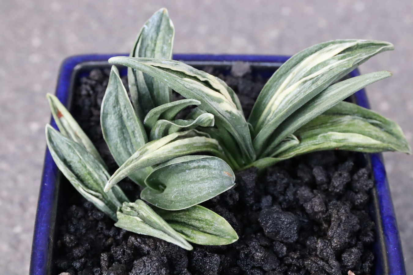 豊明園 / 引越しおもと