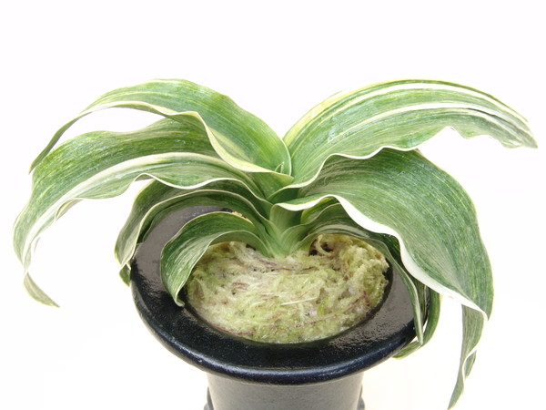 鳳 (おおとり) Ootori – おもとの豊明園（ほうめいえん）