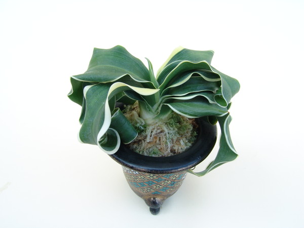 玉獅子 (たまじし) Tamajishi – おもとの豊明園（ほうめいえん）