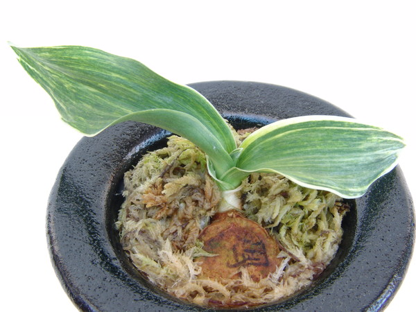 鳳 (おおとり) Ootori – おもとの豊明園（ほうめいえん）